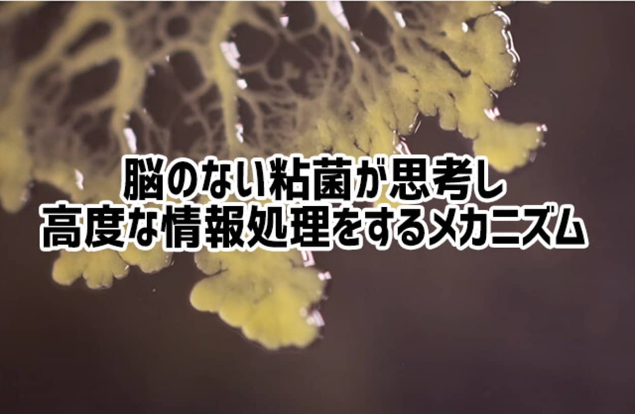 脳のない粘菌が高度な情報処理能力を持つ理由