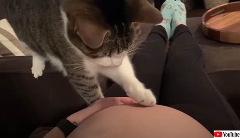 飼い主の妊娠に気が付いた猫 お腹の赤ちゃんにやさしくご挨拶 カラパイア