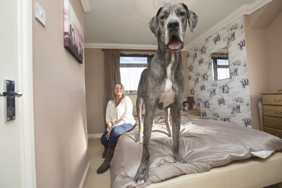 ぐんぐん成長 世界記録も夢じゃない英国で一番大きい犬 カラパイア