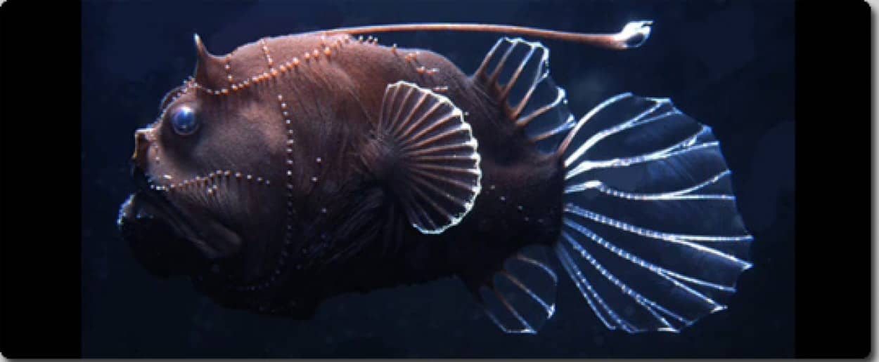 09年の深海魚はこれで締めくくろう 実在する 深海の大怪獣 カラパイア