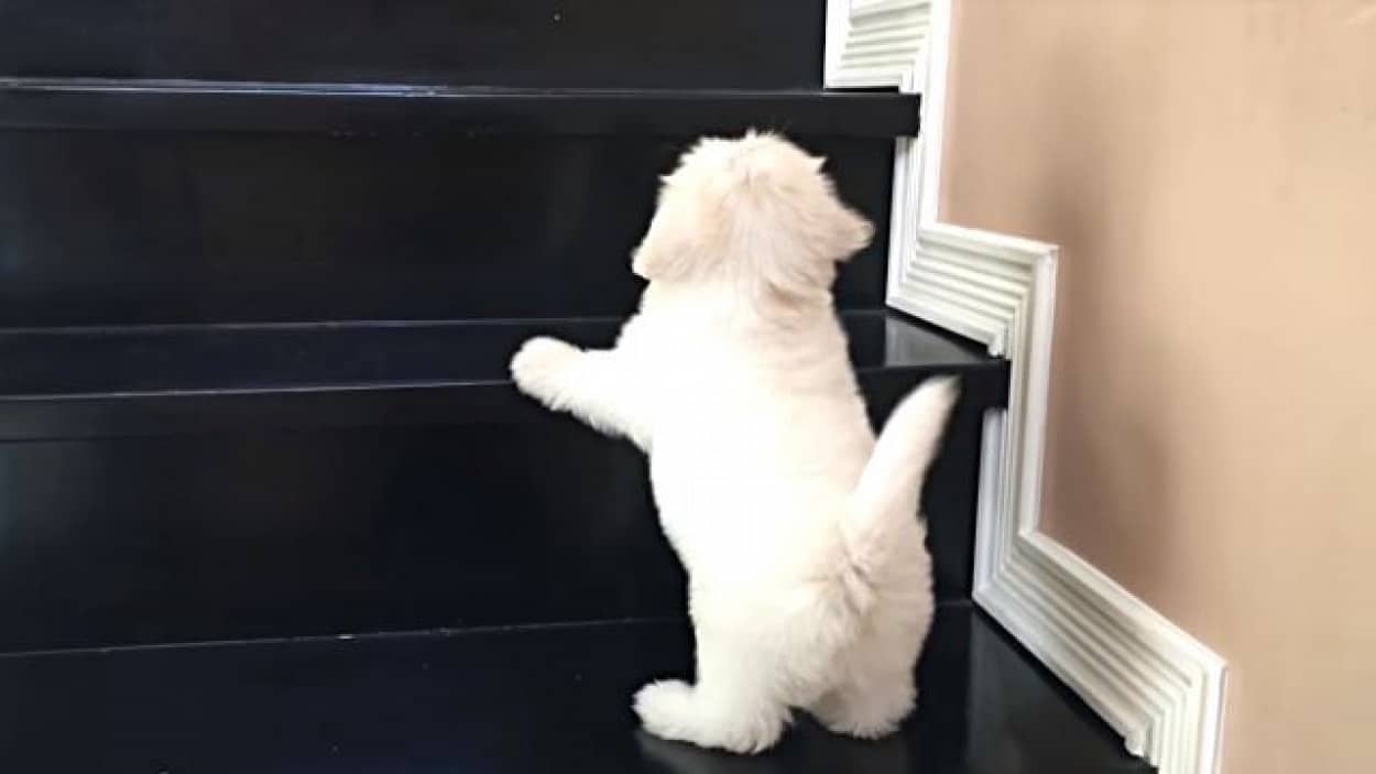 がんばれ ネバーギブアップ 階段を一生懸命上るマルチーズの子犬に声援を送ろう カラパイア