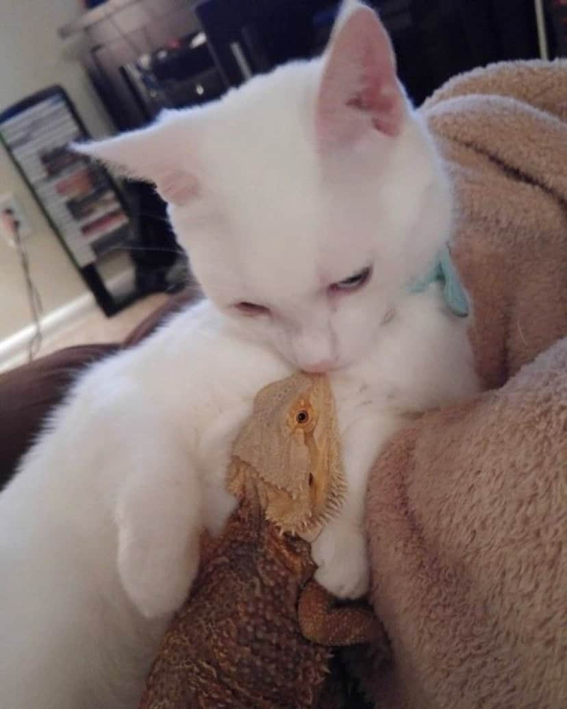 こんなカップルがいたなんて ネコとトカゲの仲良しキスシーンはいかが カラパイア