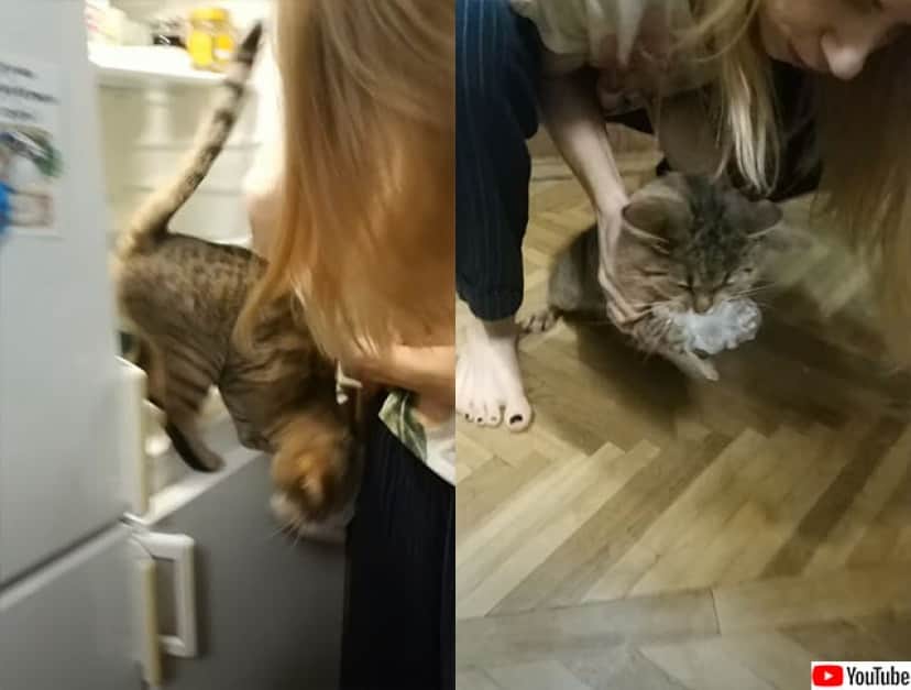 一瞬の隙も見逃さない！冷蔵庫を開けたとたんに侵入しジャガイモを 