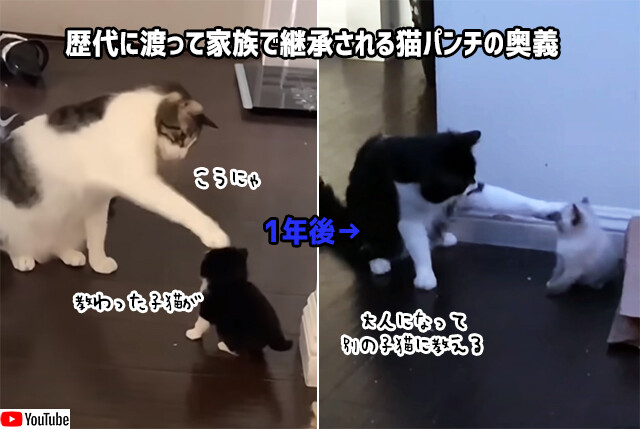 猫から子猫へ、子猫が大人になり別の子猫へ。猫パンチの奥義が継承されていく様子