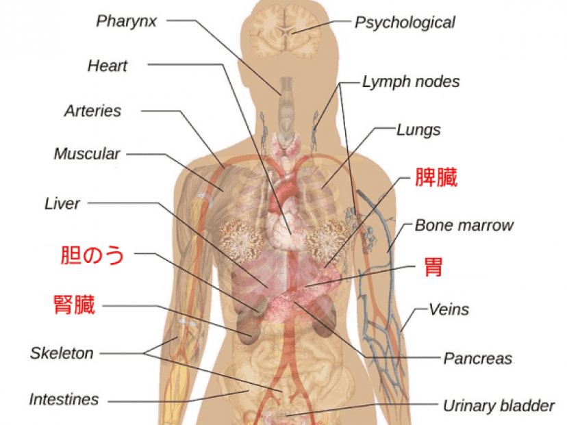 人体の不思議 失っても生きていける7つの臓器 カラパイア