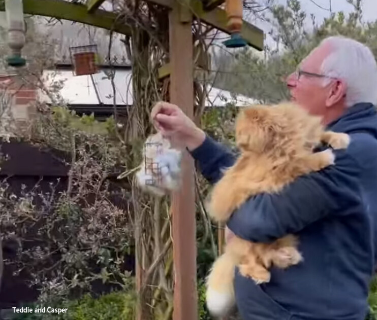 猫毛ドネーション。猫の抜け毛を鳥の巣作りに役立ててもらうやさしい共存の世界