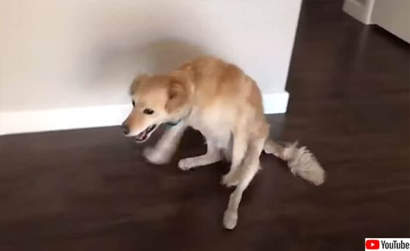 犬ってやつは 涙 後ろ脚が不自由な犬 飼い主に呼びかけられると全力で駆け寄りうれしさを全身で表現 カラパイア