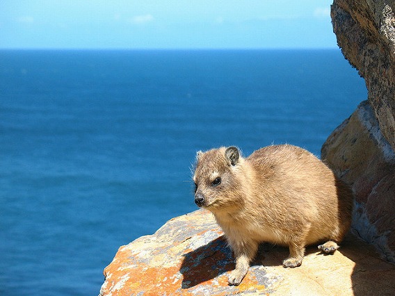 rock hyrax 22