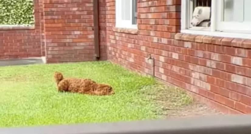 dog love3_e