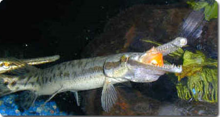 体重150キロ 肉食魚 アリゲーターガー の最大級クラスが釣り上げられる アメリカ カラパイア 体重150キロ 肉食魚 アリゲーターガー の最大級クラスが釣り上げられる アメリカ カラパイア