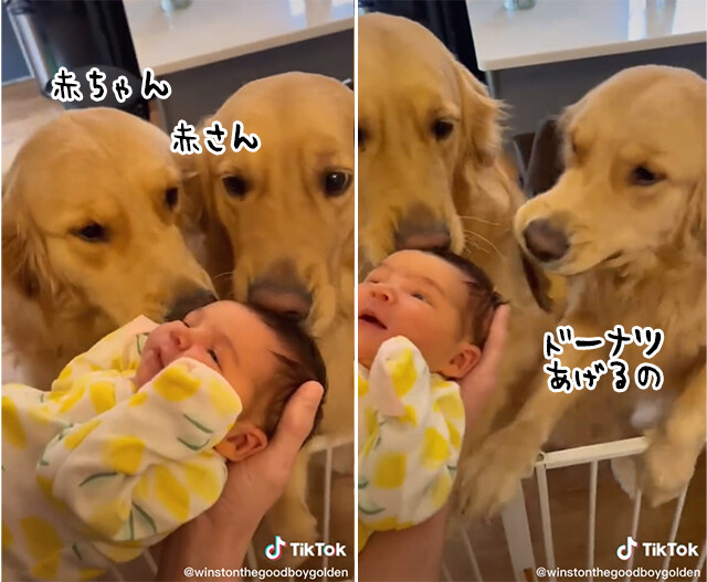 こんな動画だけ見ていたい。ゴールデンレトリバー、初めての赤ちゃんにおもちゃのドーナツをプレゼント