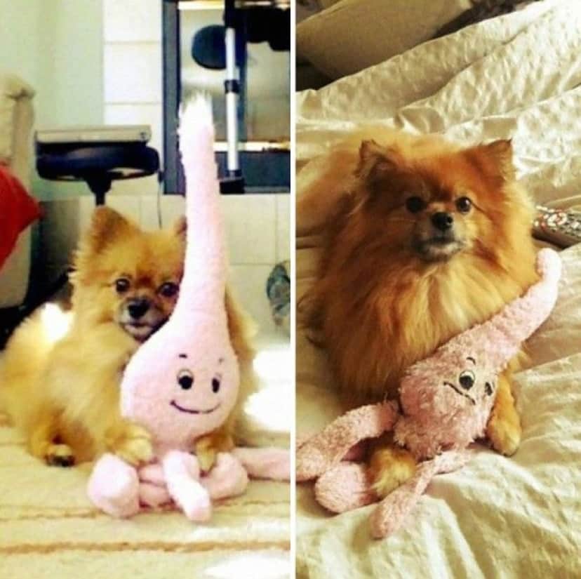 pets-growing-up-with-toys-24__700_e