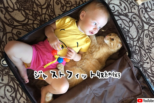 猫と赤子がぴったり収まるスーツケース収納術