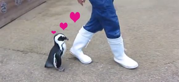 飼育員のおにいさんに恋するペンギン さくらちゃん でも本当に恋をしてるのは 島根県 カラパイア