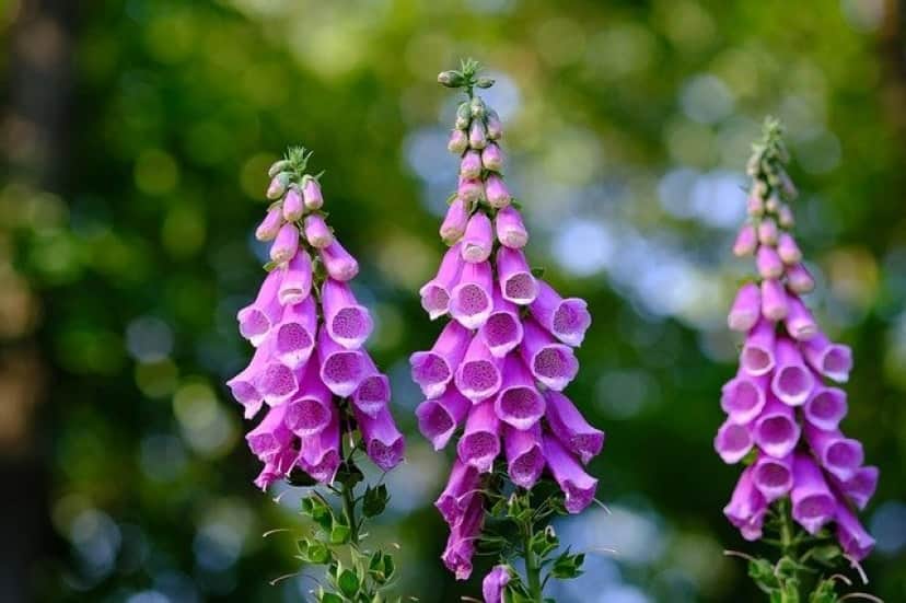 毒にも薬にもなる 植物や細菌の毒から作られた5種の薬 カラパイア