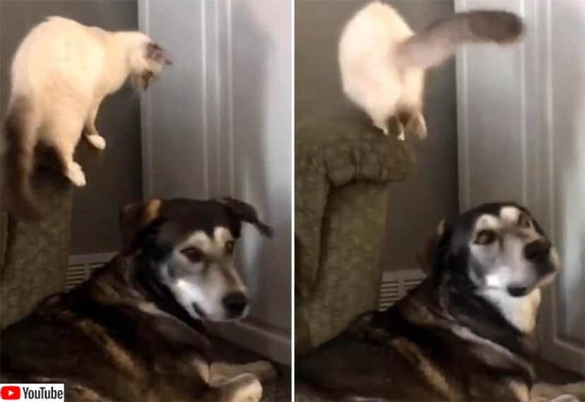 犬に悟られずに犬の頭を撫でたかった猫のがんばり カラパイア 犬に悟られずに犬の頭を撫でたかった猫のがんばり カラパイア