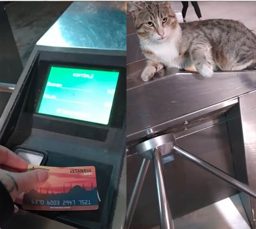 改札を通りたければ俺を倒してから行け 猫の国トルコの鉄の掟 カラパイア