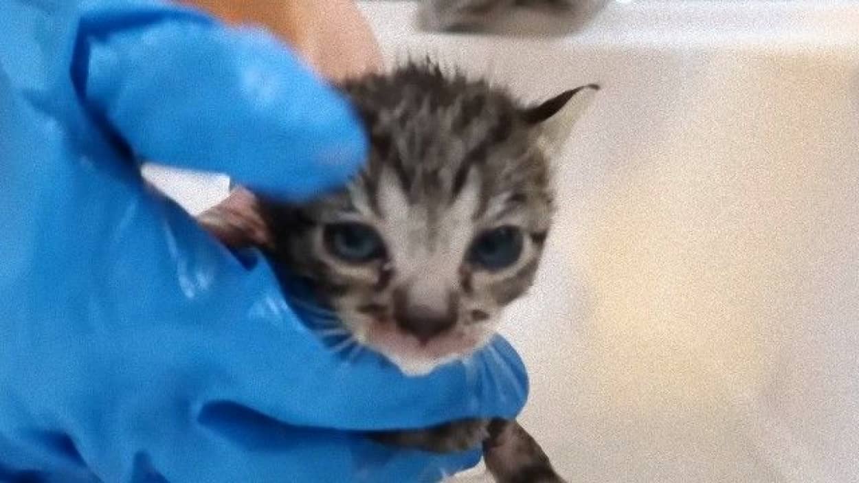 コール マーマレードさん宅にと3匹の野良子猫がやってきた カラパイア