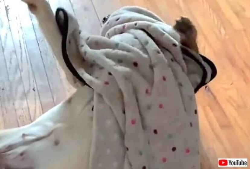 犬にとってのライナスの毛布 コレがないとダメなんだってば ブランケットをいつもくわえているわんこ カラパイア