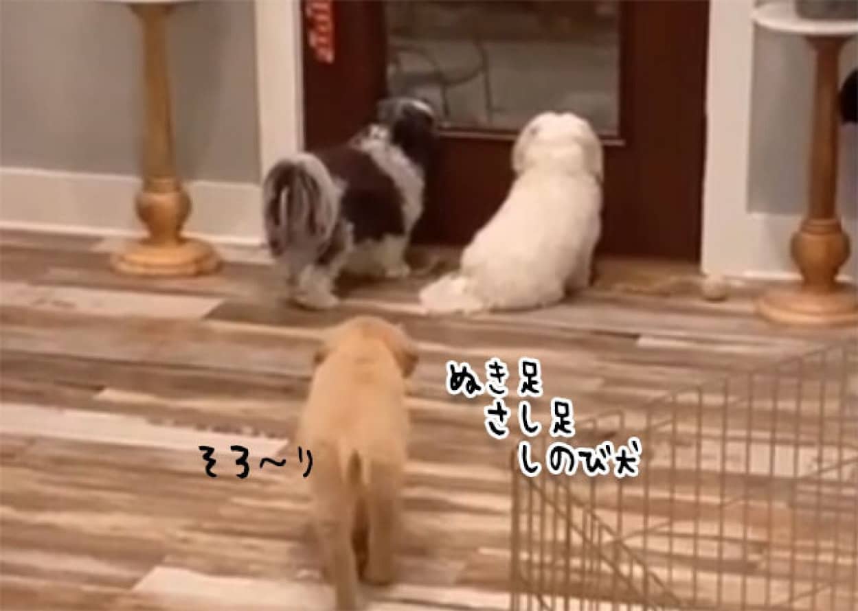 背後から忍び寄り仲間の犬を驚かせるおちゃめな犬 カラパイア 背後から忍び寄り仲間の犬を驚かせるおちゃめな犬 カラパイア