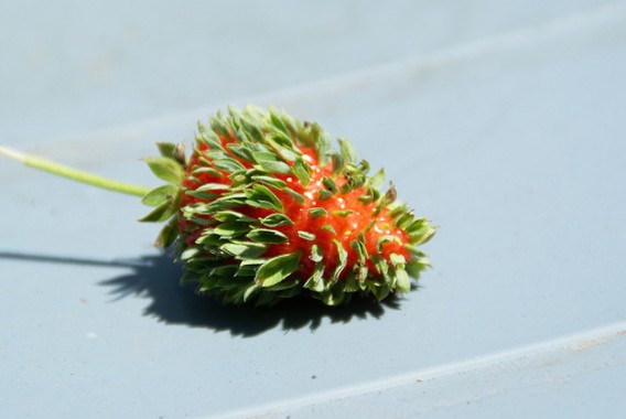 コラのように見えるけどコラじゃない 個性的に変形した花々の画像 閲覧注意 カラパイア コラのように見えるけどコラじゃない 個性的に変形した花々の画像 閲覧注意 カラパイア