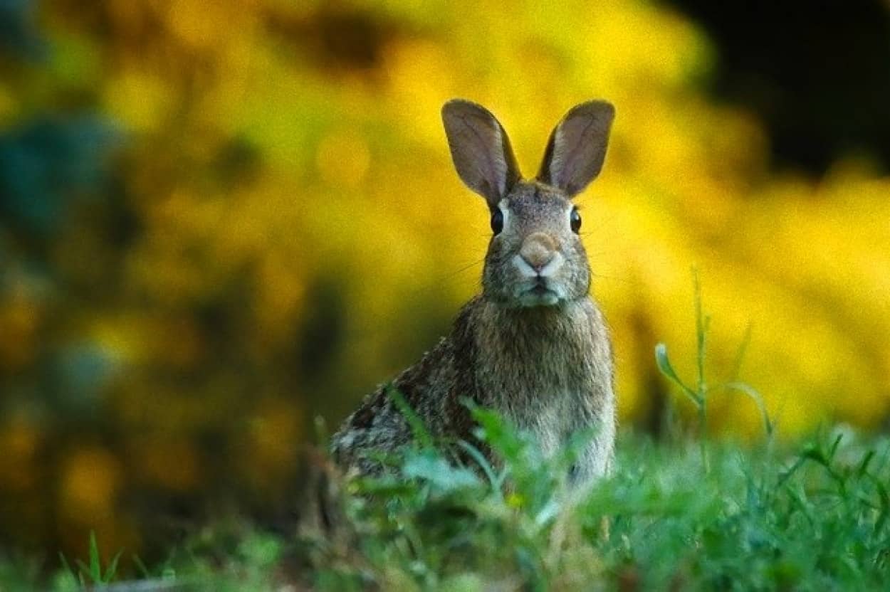 ウサギのウイルス感染症