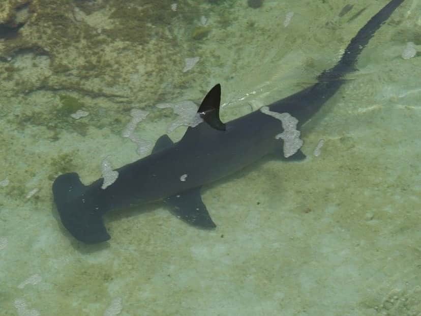 hammerhead-shark-298238_640