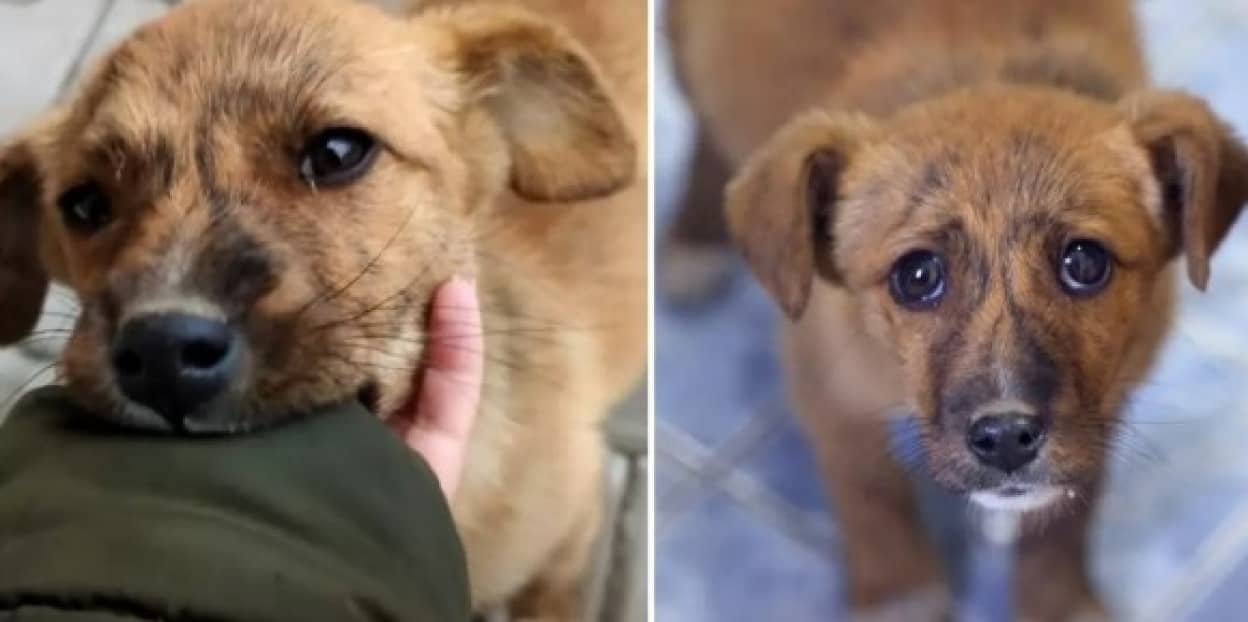 やさしく接してくれたカップルに救いを求めた野良犬
