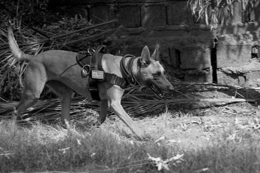 german-shepherd-885910_640