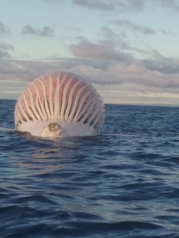 こ これは 海面に浮いた巨大な球形物体に漁師キョドる オーストラリア カラパイア