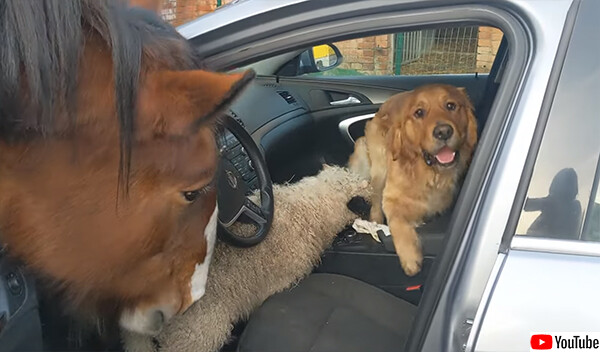 おばあさんが大好きな犬、馬、羊たちが車をカージャック