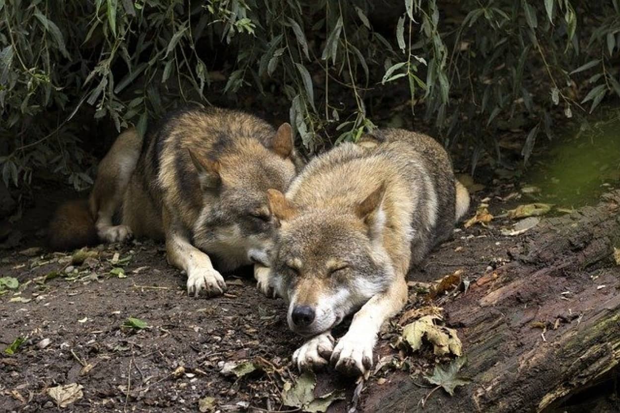 オオカミは人間に愛着を示す