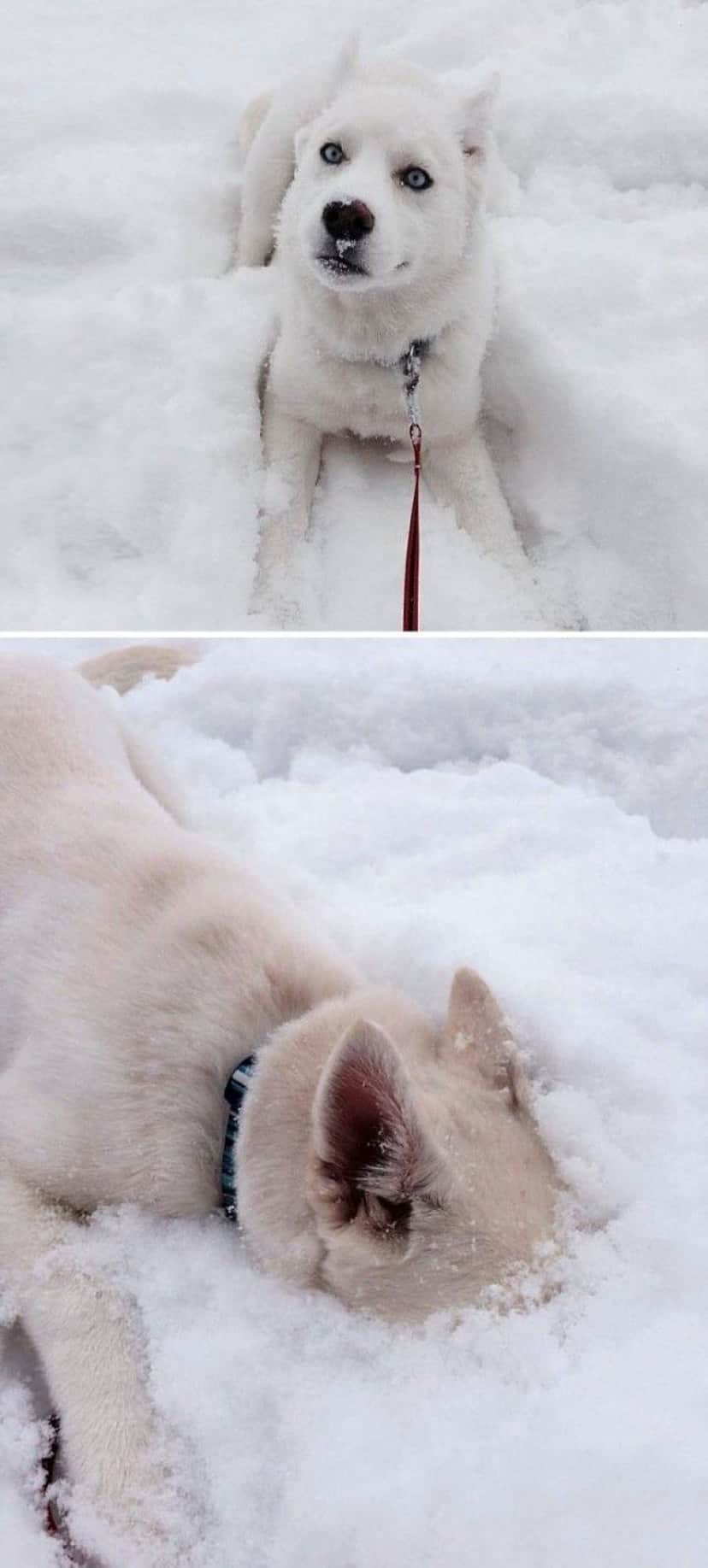 寒い 冷たい おもしろい 初めて雪を見た動物たちの反応を詰め合わせでお楽しみください カラパイア