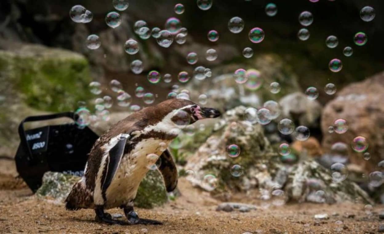 ペンギンのシャボン玉遊び