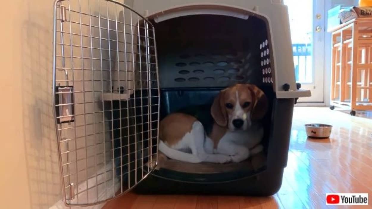 犬だって動きたくないのがブルーマンデー お散歩に行こうと声をかけても動かないビーグル犬 カラパイア