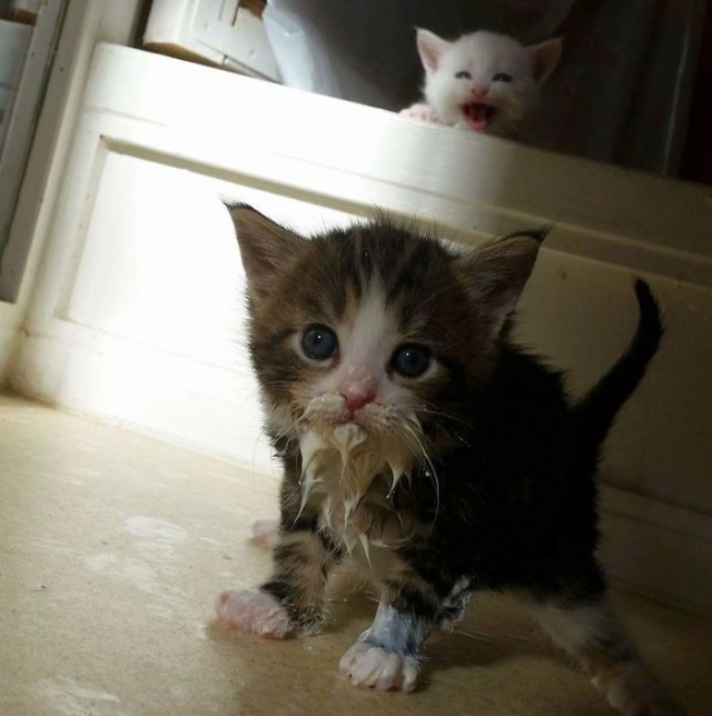 お口のまわりに食べ物がついてる猫のかわいさとクリーチャー感を存分に味わうの会