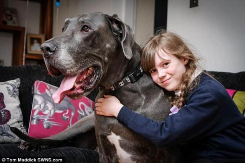 犬だけど体重98キロ イギリスで一番重いかもしれない疑惑のあるグレートデーンのバルサザール氏 カラパイア 犬だけど体重98キロ イギリスで一番重いかもしれない疑惑のあるグレートデーンのバルサザール氏 カラパイア