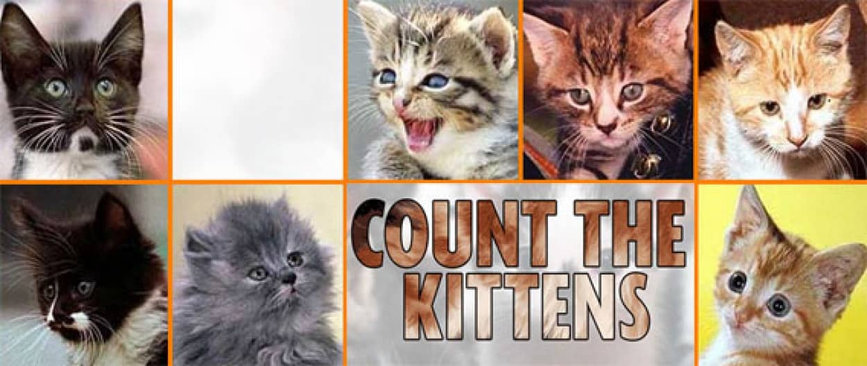 猫好きなら高得点が期待できるのか 猫で試す動体視力 Count The Kittens カラパイア 猫好きなら高得点が期待できるのか 猫で試す動体視力 Count The Kittens カラパイア