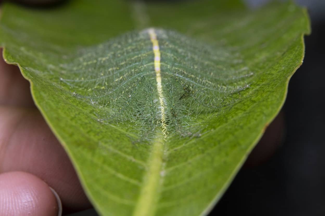 擬態のレベルが高すぎてもはや別次元。葉の葉脈に成りすます蝶の幼虫（※芋虫出演中）