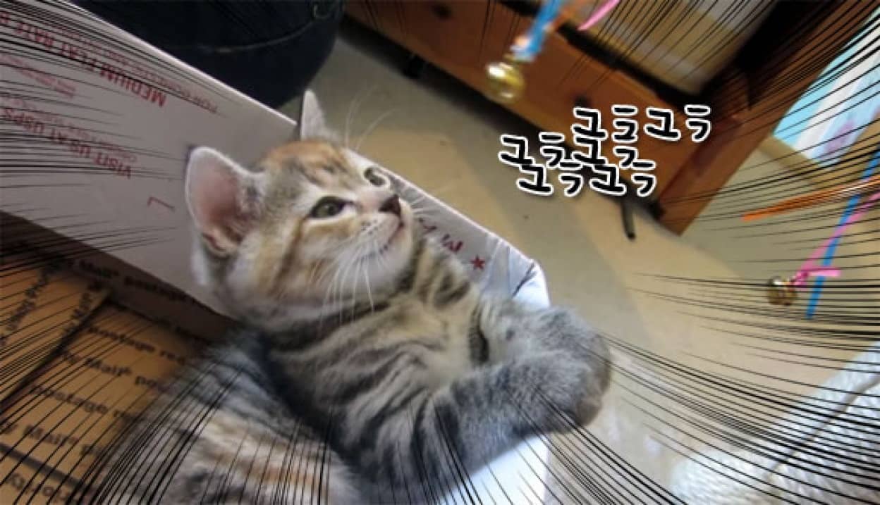あっ 落ちた ユラユラすると簡単に催眠術にかかってしまう子猫たちの動画 カラパイア