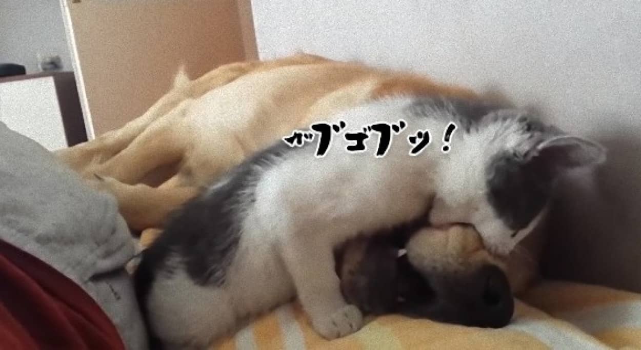 犬 食べちゃいました 子猫盛大に犬を食す カラパイア