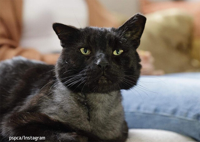 むごい攻撃で瀕死の状態にあった猫に世界中から多額の寄付。余ったお金は虐待をうけた動物たちの基金に