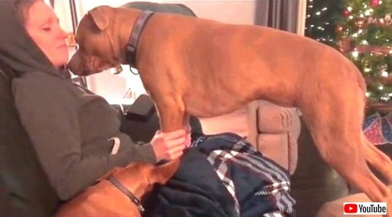 犬 お腹に赤ちゃんがいるのね 飼い主が妊娠していることに気がついた瞬間 愛犬はこうした カラパイア