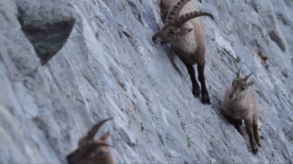 崖登りヤギとはオイラのことさ アルプス アイベックス がほぼ垂直のダムの壁面を登る理由 カラパイア