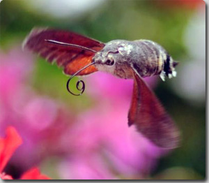 ネットアイドル生物図鑑 こんなにかわいいのに蛾の仲間 クロスキバホウジャク Hummingbird Hawk Moth カラパイア