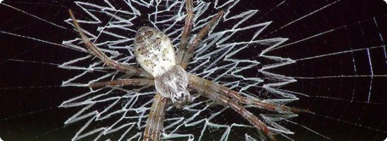 蜘蛛界の芸術家 網の上におしゃれな模様をつけるクモの仲間たち カラパイア