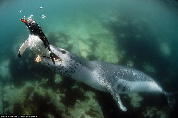 自然界の弱肉強食を激写 ヒョウアザラシがペンギンを捕食する決定的瞬間 カラパイア