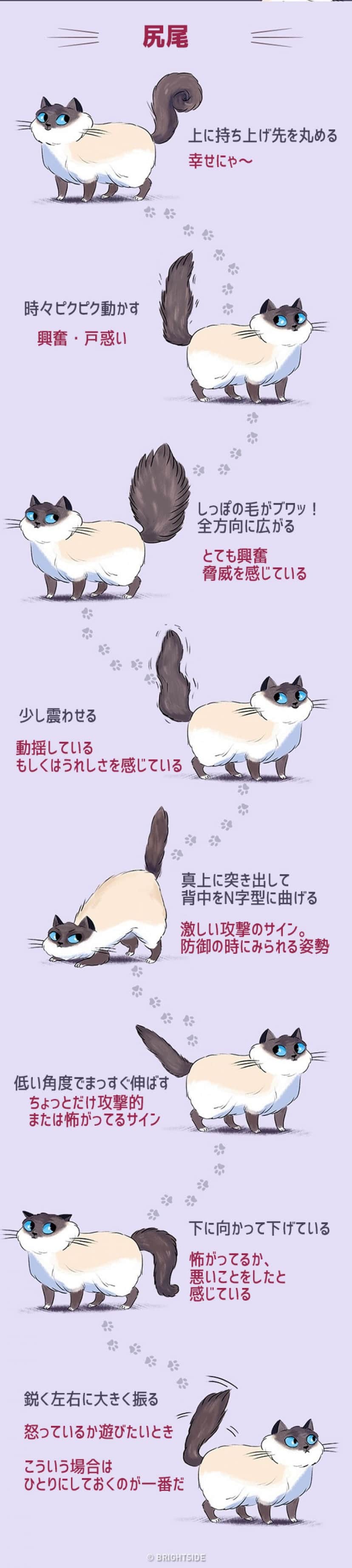 猫 しっぽ 立てる