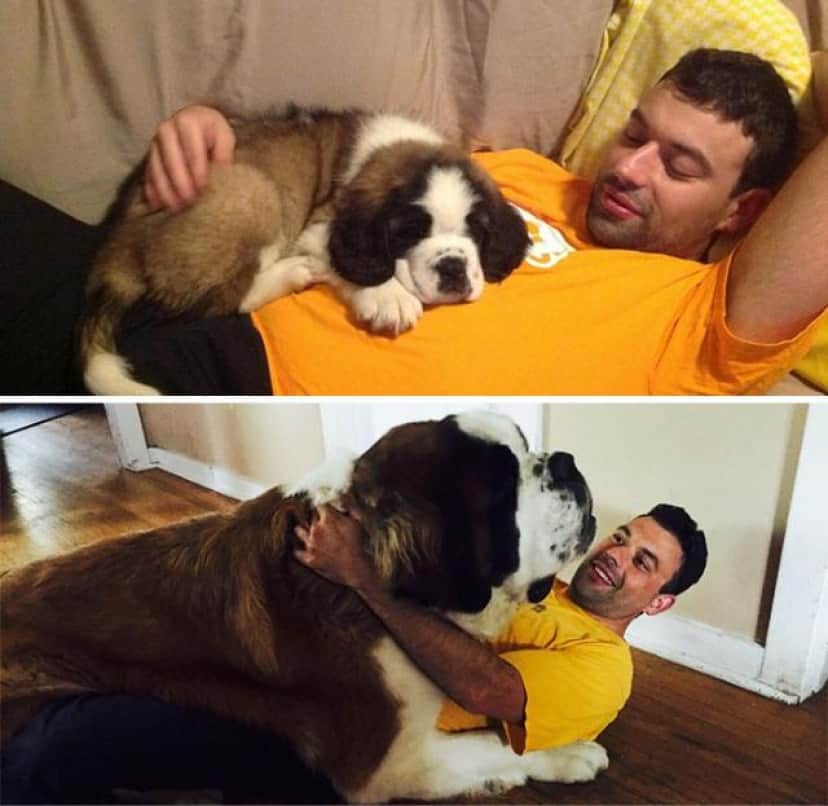 隣の犬は大きすぎた 大きくなっても甘えん坊な巨大犬たちファイナル カラパイア