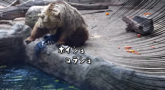 ん 困っていますね 動物園内の池でおぼれていたカラスを救ったクマの物語 ハンガリー カラパイア